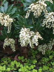 Pieris japonica