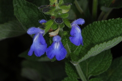 Salvia stachydifolia