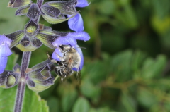 Mystacanthophora