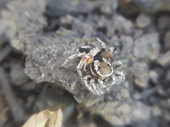 Habronattus formosus