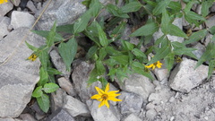 Aldama helianthoides