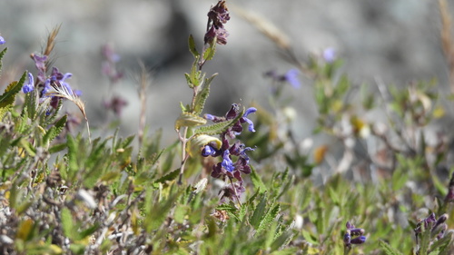 Salvia cuspidata