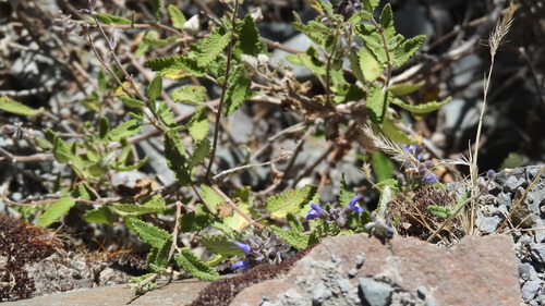 Salvia cuspidata, photograph 1