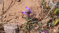 Dalea boliviana, photograph (c) Ariadna Tripaldi, some rights reserved (CC BY)