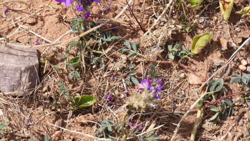 Dalea boliviana
