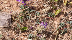 Dalea boliviana