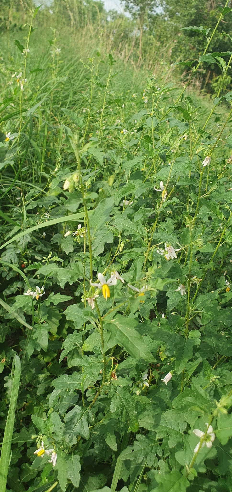 Solanum hastifolium