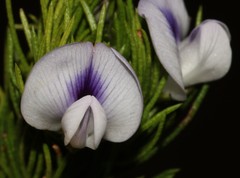 Psoralea kougaensis