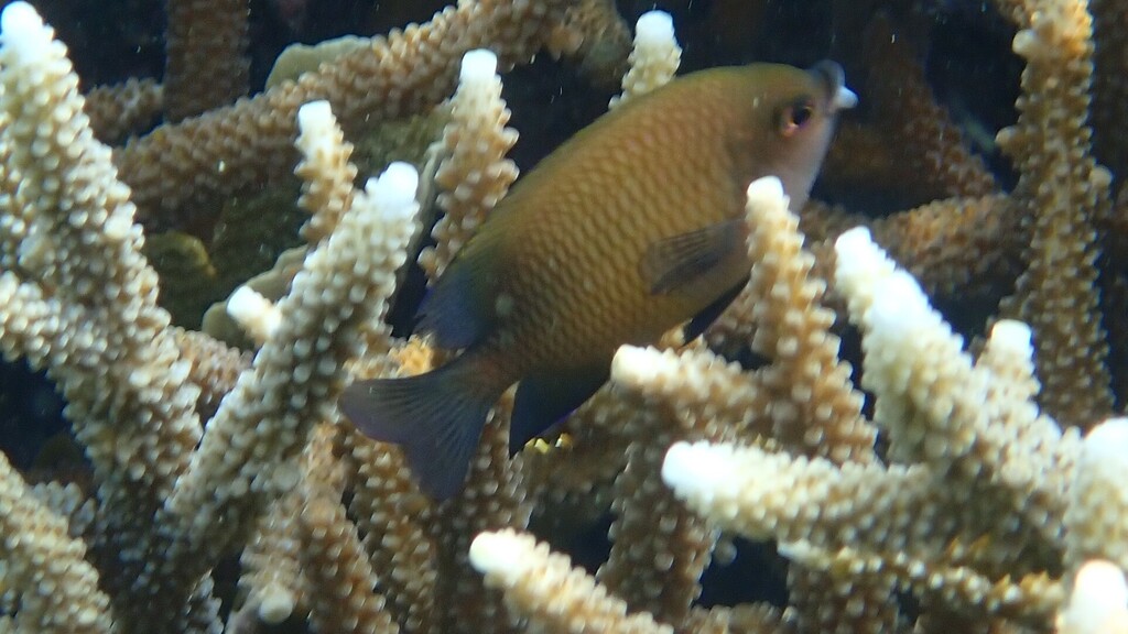 Big-lip damsel