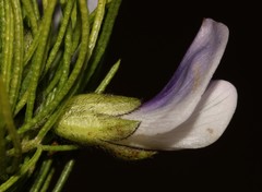 Psoralea kougaensis