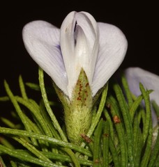 Psoralea kougaensis