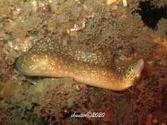 Gymnothorax cribroris