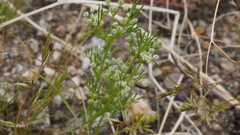 Spermolepis lateriflora