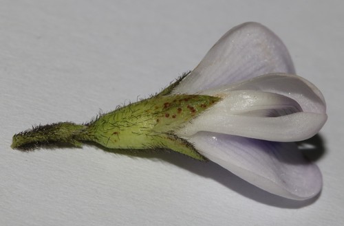 Image of Psoralea kougaensis by (c) Brian du Preez, some rights reserved (CC BY-SA)