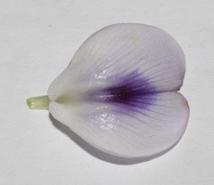 Psoralea kougaensis