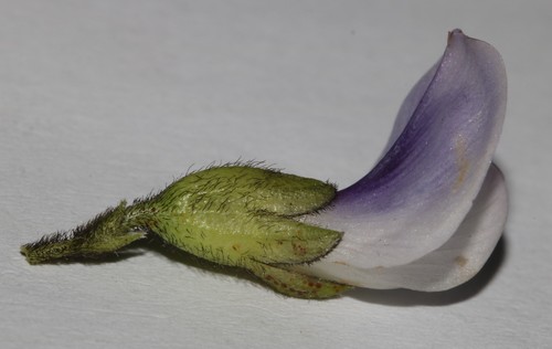 Image of Psoralea kougaensis by (c) Brian du Preez, some rights reserved (CC BY-SA)