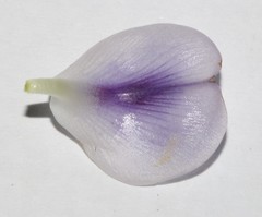 Psoralea kougaensis