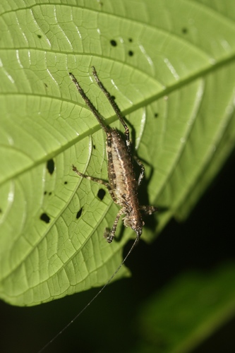 Tettigoniidae