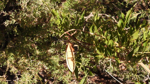 Tecoma fulva, photograph 1