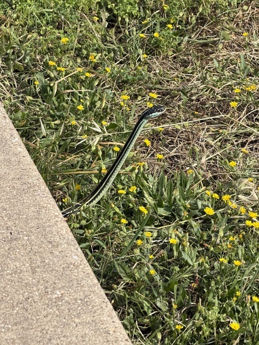Featured image for “Western Ribbon Snake”