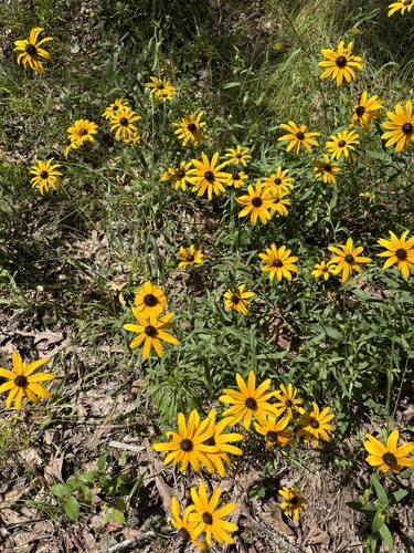black-eyed Susan