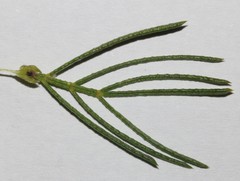 Psoralea kougaensis