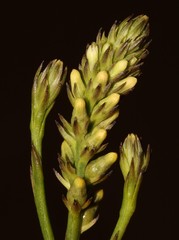 Thesium aggregatum