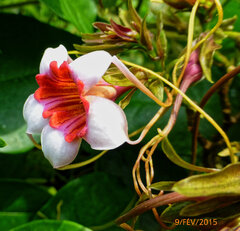 Strophanthus preussii, photograph (c) Philippe Hornus, some rights reserved (CC BY)