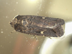 Proteuxoa hydraecioides