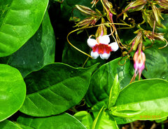 Strophanthus preussii, photograph (c) Philippe Hornus, some rights reserved (CC BY)