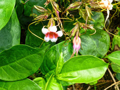 Strophanthus preussii
