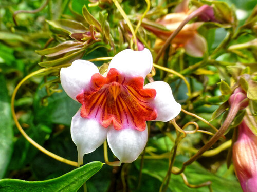 Strophanthus preussii, photograph 3