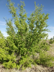 Forestiera pubescens pubescens