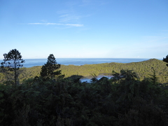 Pinus contorta contorta