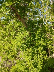 Forestiera pubescens pubescens