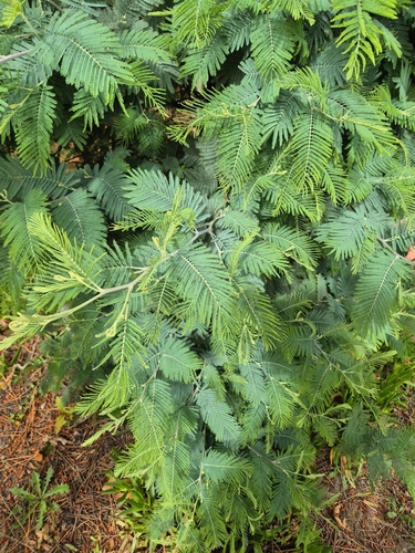 Silver wattle