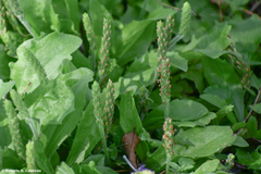 Plantago rhodosperma