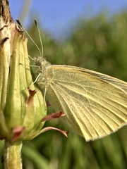 Pieris rapae