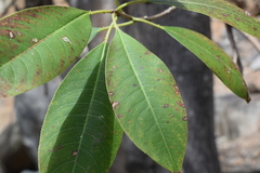 Sapium lateriflorum
