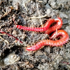 Strigamia bothriopus