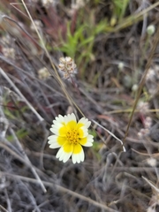 Layia gaillardioides