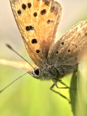 Lycaena phlaeas daimio