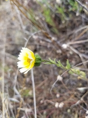Layia gaillardioides