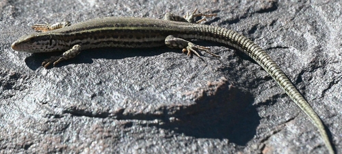 Andalusian wall lizard