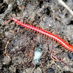 Strigamia bothriopus