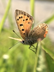 Lycaena phlaeas daimio