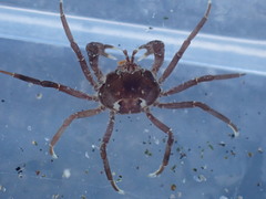 Halicarcinus