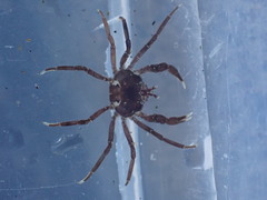 Halicarcinus