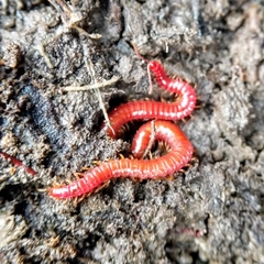 Strigamia bothriopus