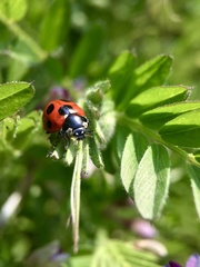 Coccinella septempunctata
